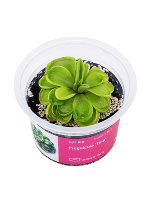 Pinguicula ‘Tina’ – taukė